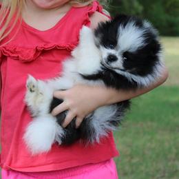 Chimney - Blue merle male Pomeranian puppy in San Marcos, Texas from Hill Country Poms