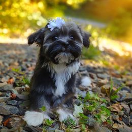Companion Cross, Mal-Shi, Maltese, Maltipoo, Morkie, and Shih Tzu Puppies from Seeking Shalom Acres Maltese, Maltipoos & Havamalts