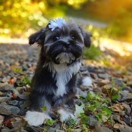 Companion Cross, Mal-Shi, Maltese, Maltipoo, Morkie, and Shih Tzu Puppies from Seeking Shalom Acres Maltese, Maltipoos & Havamalts