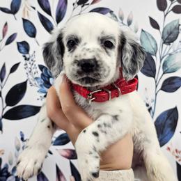 Beanie Baby - White and black male Dalmatian puppy in Gray, Georgia from Fuller Spots