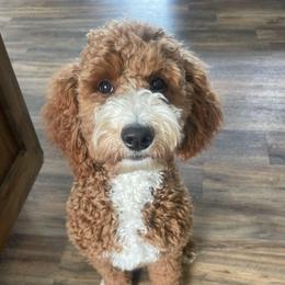 Jersey - Goldendoodle