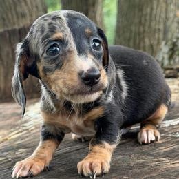 Montgomery - Dapple male Dachshund puppy in Industry, Illinois from KDKs Kennels