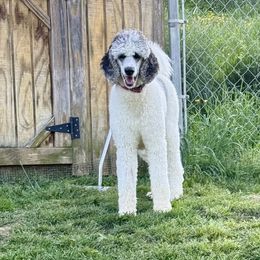 Marilyn Girl 3 - Parti Poodle puppy in Bristol, Virginia from Schrute Farms Standard Poodles