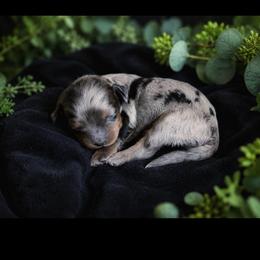 Violet - Merle female Cavapoo puppy in Battle Lake, Minnesota from Panda Puppies