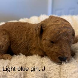 Light blue girl - Red  female Goldendoodle puppy in Vian, Oklahoma from Dog Days Doodles