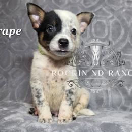 Grape - Blue male Australian Cattle Dog puppy in Silsbee, Texas from Rockin ND Ranch
