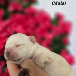 French Bulldog Puppies from True Joy French Bulldogs