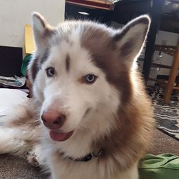 Siberian Huskies from Gemstone Huskys