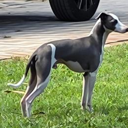 Italian Greyhounds from Bellagio Italian Greyhounds