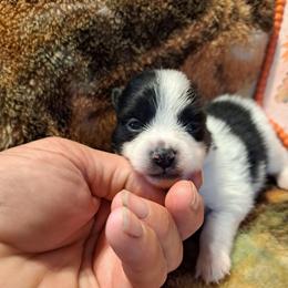 PUNKY 2 - Blue merle male Pomeranian puppy in Lore City, Ohio from Tonia's Pomeranians