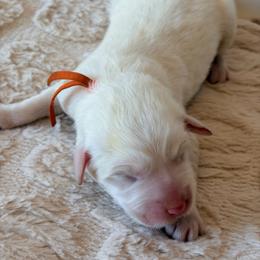Pumpkin - Orange Collar - White male Great Pyrenees puppy in San Marcos, California from Faith Family Freedom Farm