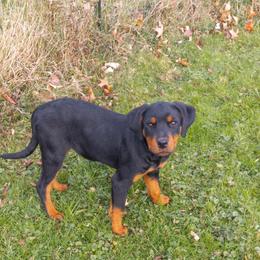 Rottweiler Puppies from Gregory Mulkeys Rottweilers