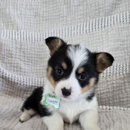 Ranger - Black and tan male Pembroke Welsh Corgi puppy in Americus, Kansas from Kandi's Pups