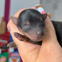 Raven ( Teacup Female) - Black and gold female Yorkshire Terrier puppy in Salisbury, Delaware from Royal Haven Pet Co.