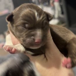 Boy1 - Red & white male Miniature Australian Shepherd puppy in Bloomington, Indiana from Above All Aussies