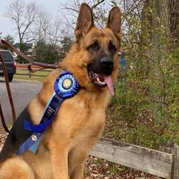 Baron - German Shepherd