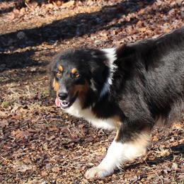 Ember - Australian Shepherd