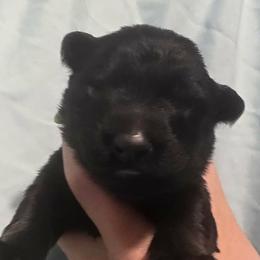 Green collar - Sable male German Shepherd puppy in Oscoda, Michigan from Sstar