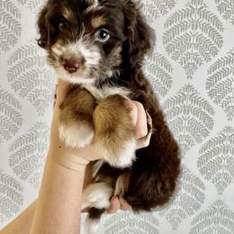 Girl 1 - Aussiedoodle puppy in Davidson, North Carolina from PLUM PUPS