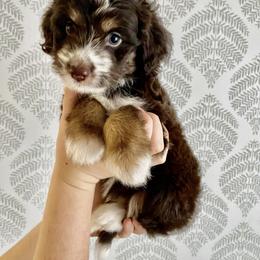Girl 1 - Aussiedoodle puppy in Davidson, North Carolina from PLUM PUPS