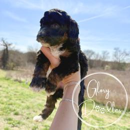 Light Pink - Tri-color female Bernedoodle puppy in Rockwall, Texas from Glory Doodles