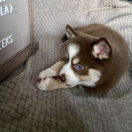 Pomsky Puppies from River Enz Pomskies