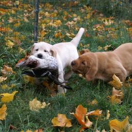 Labrador Retriever Puppies from Brookeridge Labs