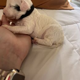 Cockapoo, Goldendoodle, and Poodle Puppies from Clad Doodles