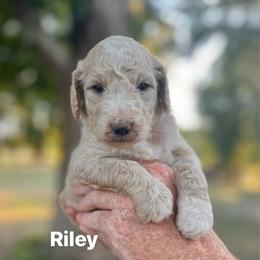 Riley - Cream female Poodle puppy in Athens, Georgia from Alexander’s Standard Poodles