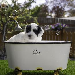 Doc - Black male Australian Labradoodle puppy in Cashmere, Washington from Mountain Home Doodles