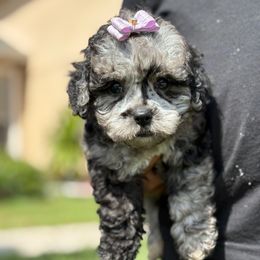Rosie - Merle female Cockapoo puppy in Ocoee, Florida from Puppie Poos 4 U