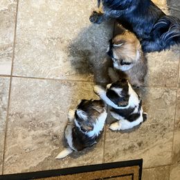 Shih Tzu Puppies from Wanda M Golden
