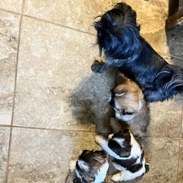 Shih Tzu Puppies from Wanda M Golden