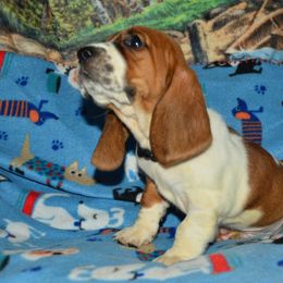 Basset Hound and Bloodhound Puppies from Out Law Hounds Den