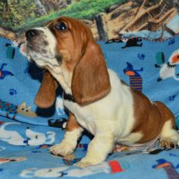 Basset Hound and Bloodhound Puppies from Out Law Hounds Den