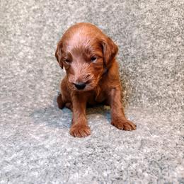 F1B Goldendoodle River - Red  male Goldendoodle puppy in Redding, California from Casa Delarosa Collective Poodles & Doodles
