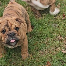 Mike - Brindle male Bulldog puppy in Killingly, Connecticut from Brooklyn Beefcakes