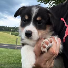 Murray-Triple Clear - Black and white male American Corgi puppy in Scottown, Ohio from Wyndy Ridge Corgis