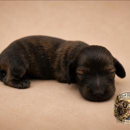 ATLAS - Brindle male Dachshund puppy in Greenfield, Ohio from Buck Run Creek Dachshunds