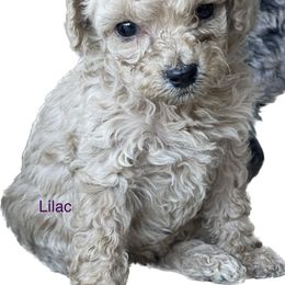 Goldendoodle and Poodle Puppies from King’s  Castle of Doodles