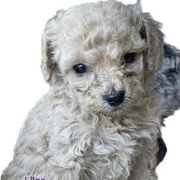 Goldendoodle and Poodle Puppies from King’s  Castle of Doodles