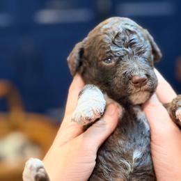 Thyme - Chocolate male Goldendoodle puppy in Macclenny, Florida from Baker County Goldendoodles