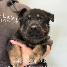 Grey collar - Black and tan female German Shepherd puppy in Canterbury, Connecticut from Nachtwaechter German Shepherds, LLC