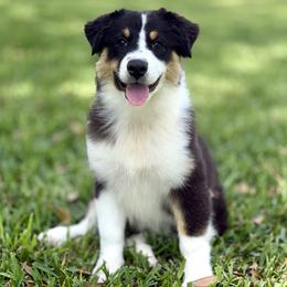 Desire - Black tri-color female Australian Shepherd puppy in Crosby, Texas from Monarch Australian Shepherds