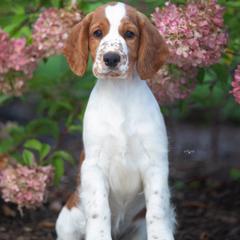 Welsh Springer Spaniels from Clussexx Sussex and Welsh Springer Spaniels