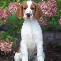 Welsh Springer Spaniels from Clussexx Sussex and Welsh Springer Spaniels