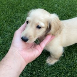 Cannoli junior - Cream male Dachshund puppy in Clovis, California from Lil Sausage Co