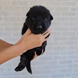Ingrid Pitt - Bi-color female German Shepherd puppy in Winston Salem, North Carolina from Samtastic Shepherds