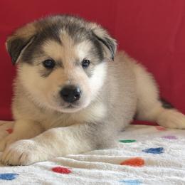 Aladdin Sane - Sable and white female Alaskan Malamute puppy in Easton, Maryland from Stars Howl-O Kennels by FurEver Friends Inc
