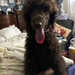 Latte - Poodle puppy from Nailah's Beauties: Standard Poodles